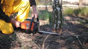 Best Stump Grinding and Removal  in Ball Pond, CT