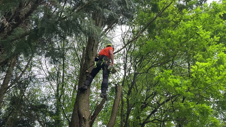 Best Tree Risk Assessment  in Ball Pond, CT